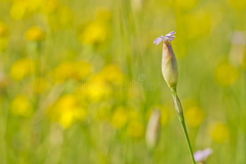 Purpurt wild för blomma arkivfoton