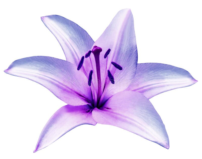 Purple flower Lily on isolated white background with clipping path. Closeup. Beautiful white-violet flower for design. Nature. Purple flower Lily on isolated white background with clipping path. Closeup. Beautiful white-violet flower for design. Nature.