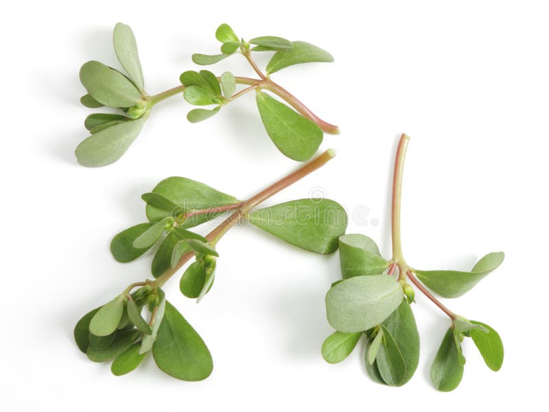 Purslane