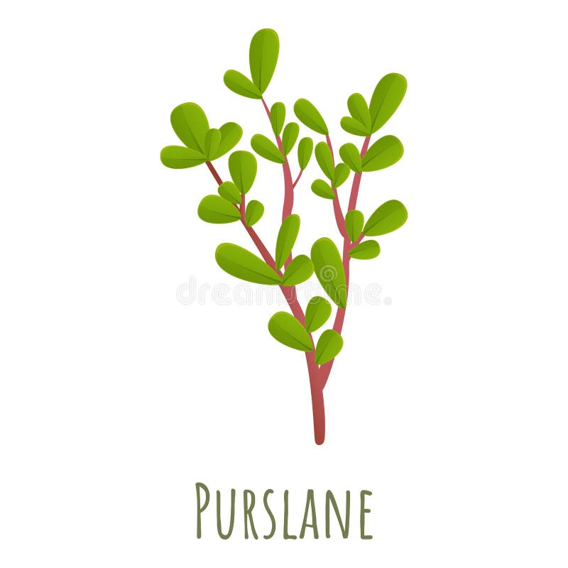 Purslane plant icon, cartoon style