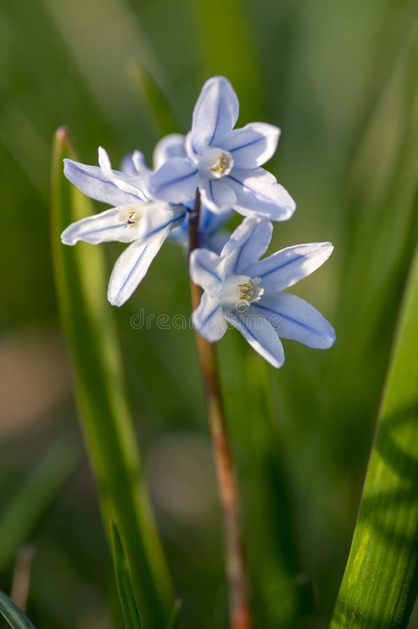 Puschkinia Scilloides Flores Bulbosas De Primavera Temprana En Floración Pequeña Planta Florida Blanca Y Azul Llamada Pelota De Lí Foto de archivo - Imagen de oscuro, césped: 211496490 Puschkinia Scilloides Flores Bulbosas De Primavera Temprana En Floración Pequeña Planta Florida Blanca Y Azul Llamada Pelota De Lí Foto de archivo - Imagen de oscuro, césped: 211496490