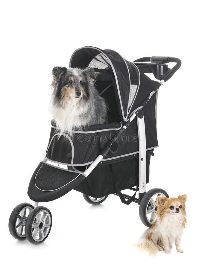 Pushchair for dog stock image. Image of pushchair, mobility 145835399