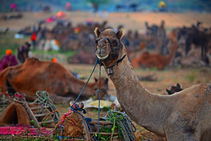 Pushkar Cattle Fair in Rajasthan Stock Photo - Image of mammal, jaisalmer: 163394272 Pushkar Cattle Fair in Rajasthan Stock Photo - Image of mammal, jaisalmer: 163394272