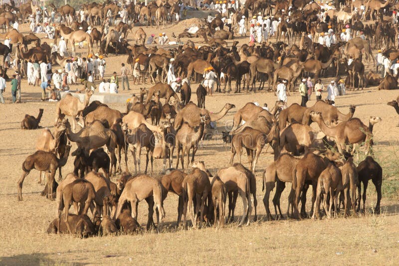 Pushkar Kamel angemessen stockfotografie Pushkar Kamel angemessen stockfotografie