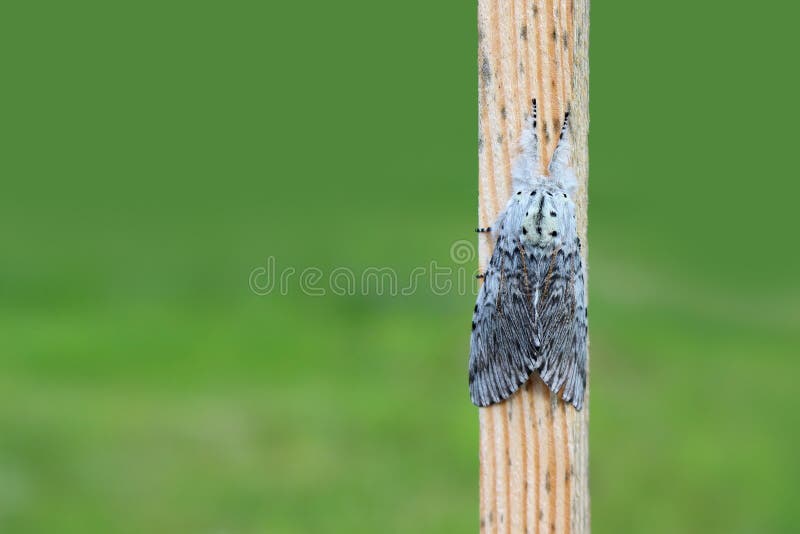 Puss moth butterfly Cerura vinula