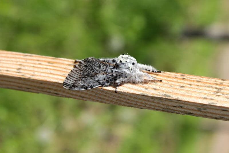 Puss moth butterfly Cerura vinula