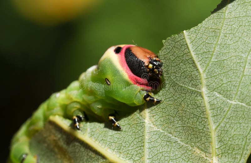 A Puss Moth Caterpillar Cerura vinulais eating an Aspen tree leaf Populus tremula in woodland .