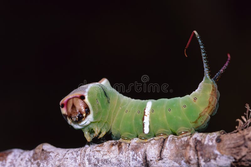 Puss moth caterpillar in defensive pose