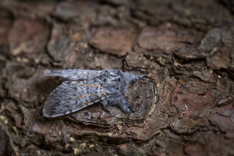 Puss Moth - Cerura vinula