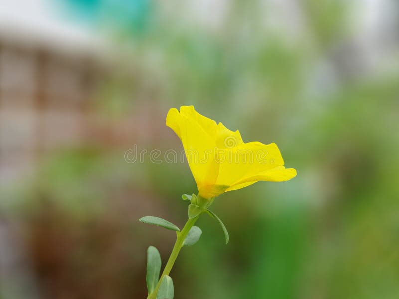 Pussley giallo di fioritura fotografie stock libere da diritti Pussley giallo di fioritura fotografie stock libere da diritti