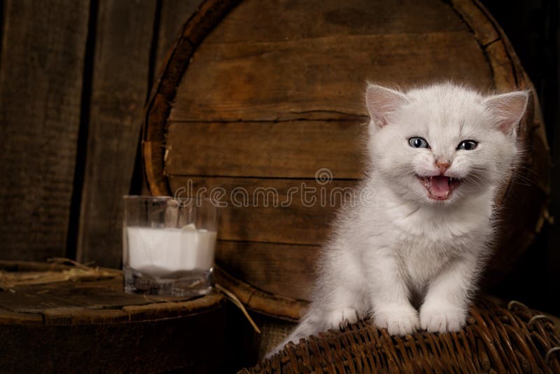 cat with milk