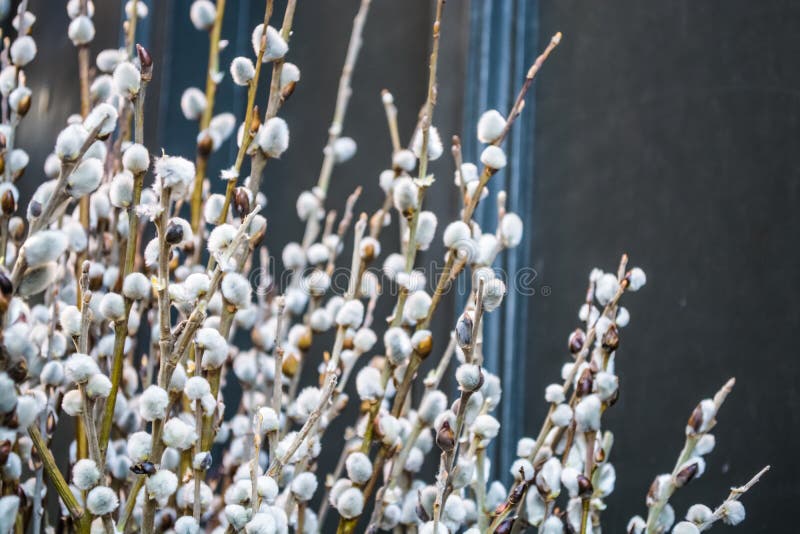 Pussy-pil st?ng ner Blommor och filialer fj?der f?r illustration f?r bakgrundsbukett dekorativ marsch bakgrund eller texturerar royaltyfri fotografi Pussy-pil st?ng ner Blommor och filialer fj?der f?r illustration f?r bakgrundsbukett dekorativ marsch bakgrund eller texturerar royaltyfri fotografi