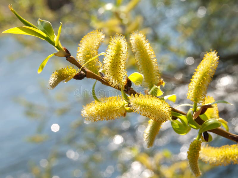  , primavera sobre el un rio.