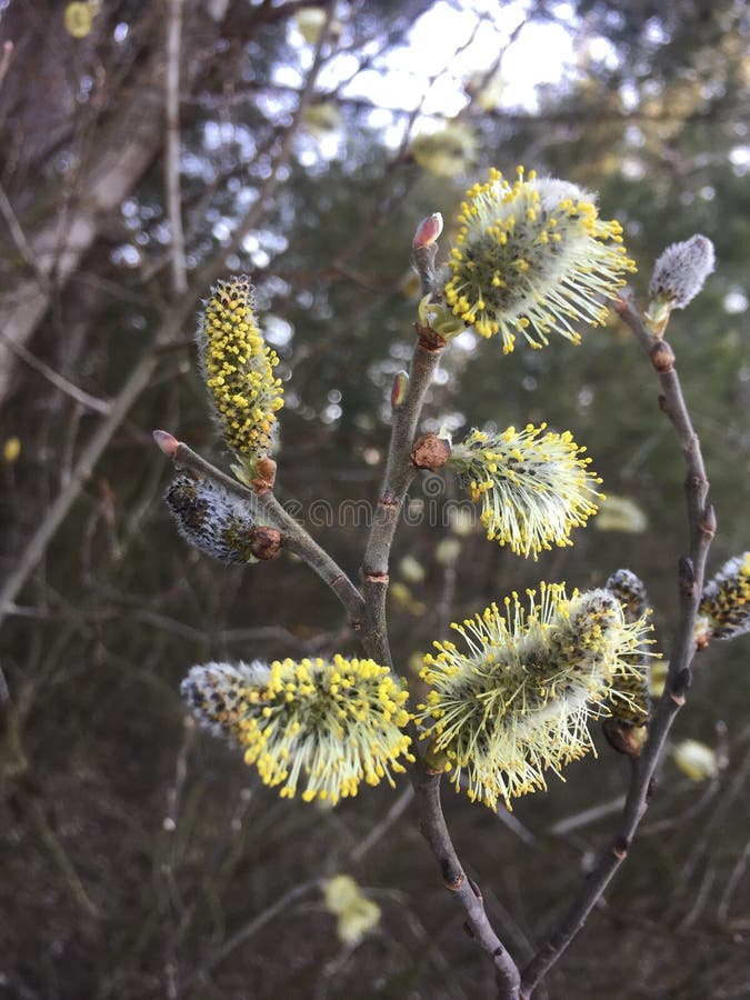 Pussy-Willow branch in bloom in the forest