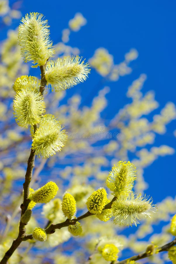 Pussy-willow branches against the blue sky