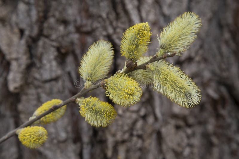 Flowering pussy-willow branch with catkins