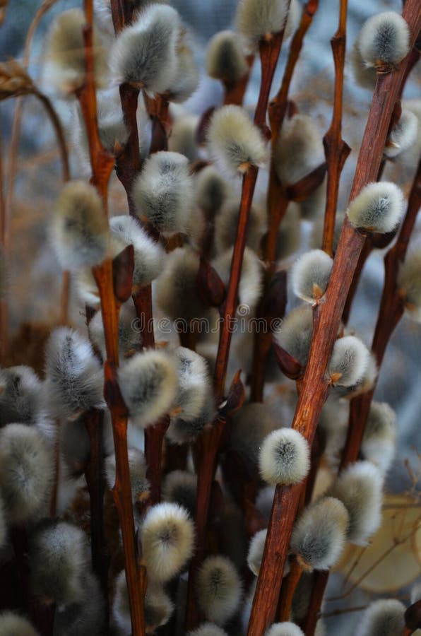 Pussy willow catkins in spring