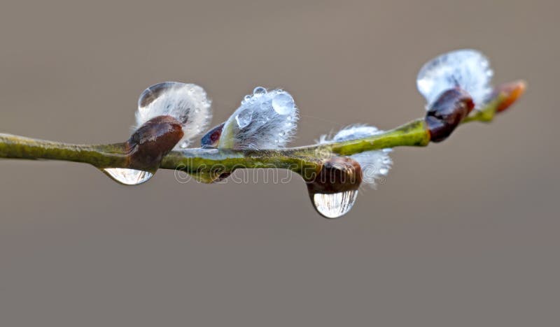 willow with rain drops