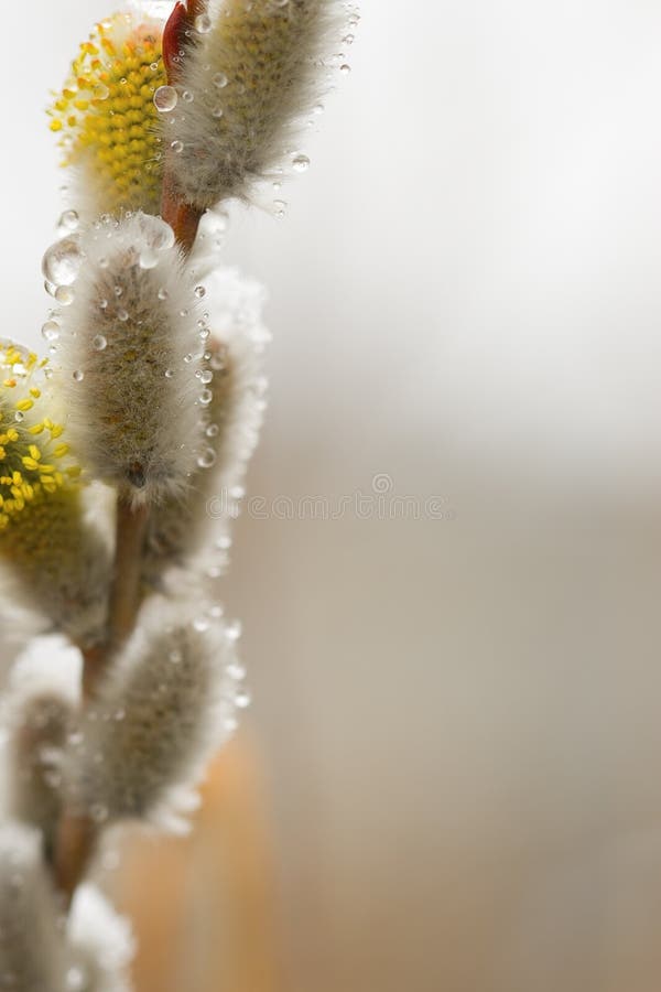 Sobre el a la izquierda página de una foto la nieve a gratis copiar espacio.