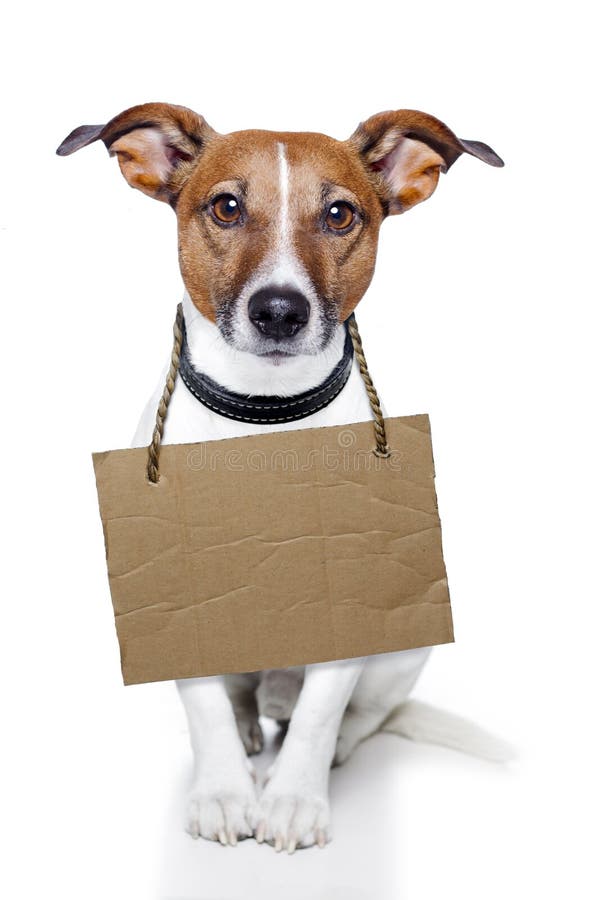 Dog with an empty cardboard. Dog with an empty cardboard