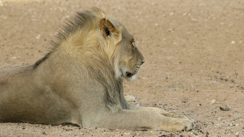 Pustynia alahari lwa afrykańskiego