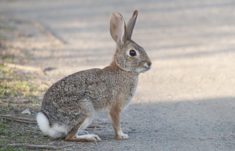 Pustynny Cottontail królika Sylvilagus audubonii fotografia stock Pustynny Cottontail królika Sylvilagus audubonii fotografia stock