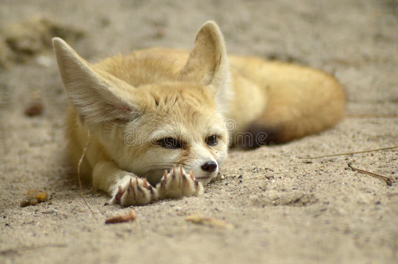 Desert fox rest in the zoo. Desert fox rest in the zoo