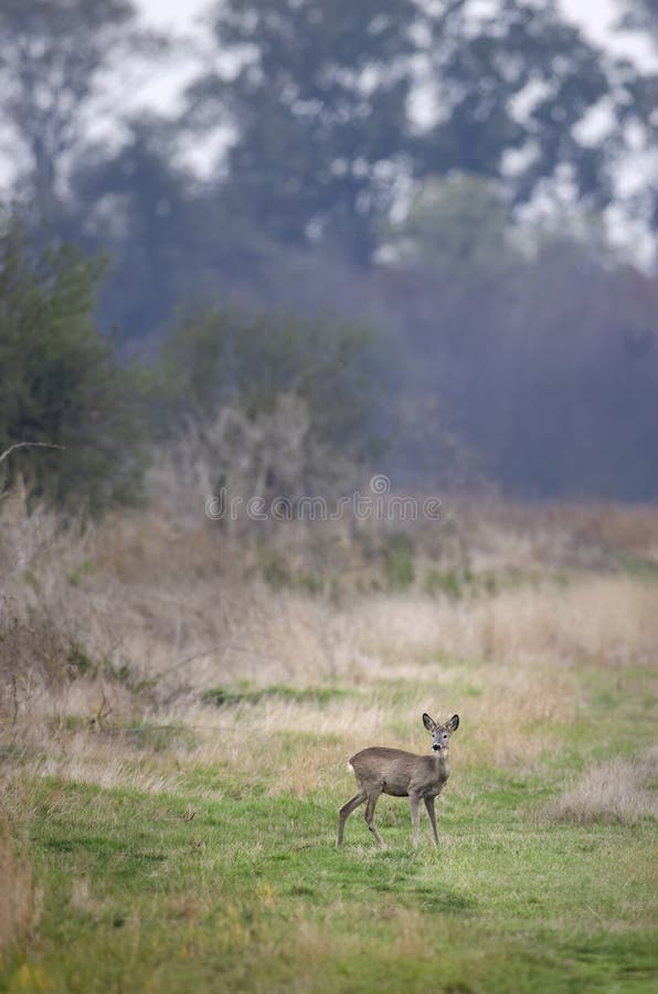 Young roe deer in  in Hortobagy National Park, UNESCO World Heritage Site, Puszta is one of largest meadow and steppe ecosystems in Europe, Hungary. Young roe deer in  in Hortobagy National Park, UNESCO World Heritage Site, Puszta is one of largest meadow and steppe ecosystems in Europe, Hungary