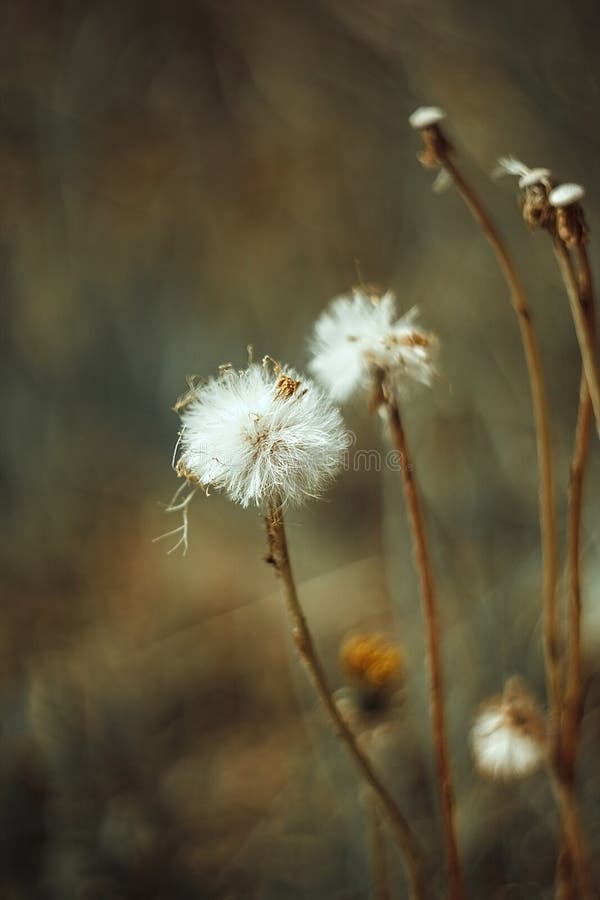 Puszysty białego kwiatu spadku dandelion, jesieni hawkbit na żółtej zieleni zamazywał tło Zamyka w g?r? makro-, bocznego widoku, zdjęcia royalty free Puszysty białego kwiatu spadku dandelion, jesieni hawkbit na żółtej zieleni zamazywał tło Zamyka w g?r? makro-, bocznego widoku, zdjęcia royalty free