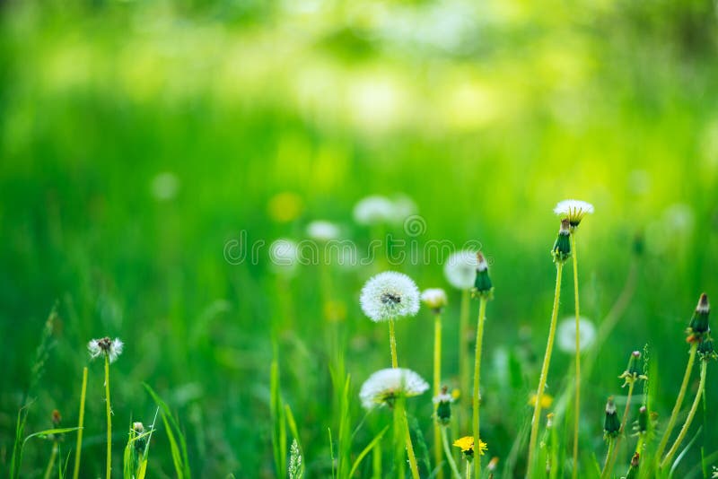 Puszyści dandelions wśród zielonej luksusowej trawy fotografia stock Puszyści dandelions wśród zielonej luksusowej trawy fotografia stock