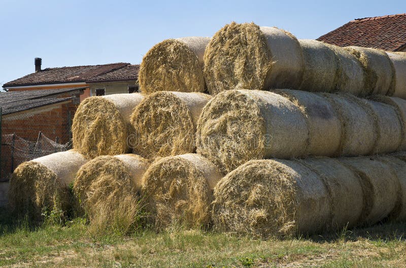 Put hay to dry stock image. Image of grain, fence, natural 57962809