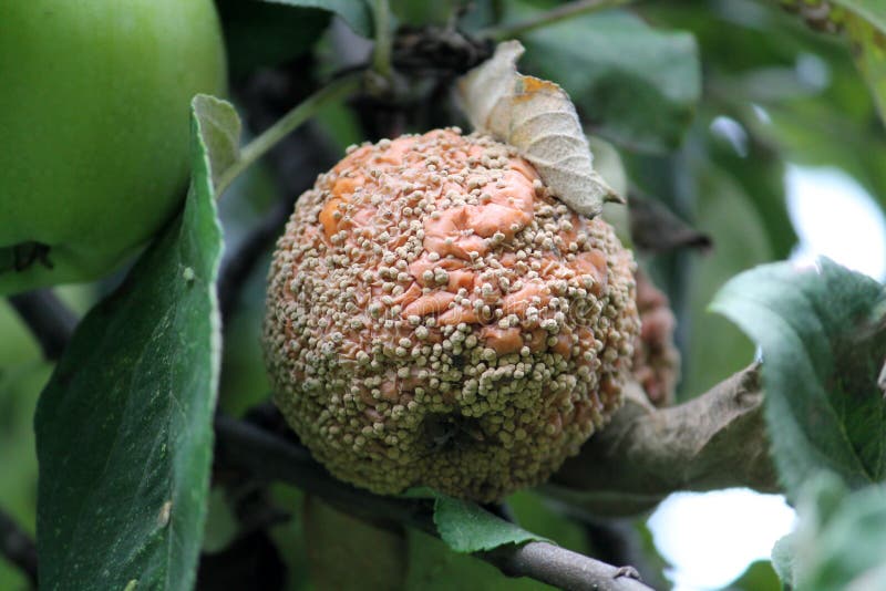 Putrefazione della frutta di Brown della mela causata dal fungo di Monilia immagine stock Putrefazione della frutta di Brown della mela causata dal fungo di Monilia immagine stock