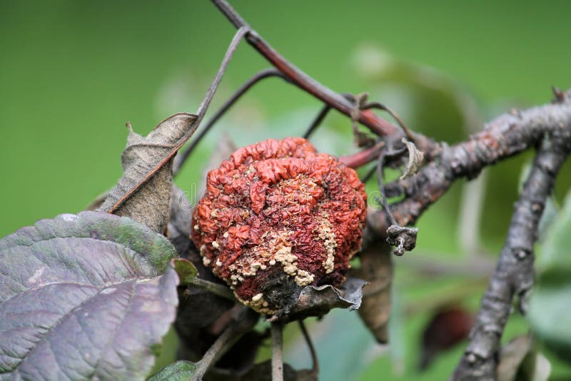 Putrefazione della frutta di Brown della mela causata dal fungo di Monilia fotografia stock libera da diritti Putrefazione della frutta di Brown della mela causata dal fungo di Monilia fotografia stock libera da diritti