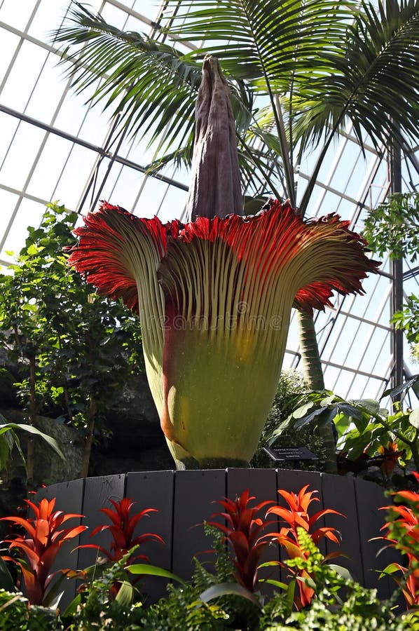 Putrella the Corpse Flower in Bloom Editorial Photography - Image of ...