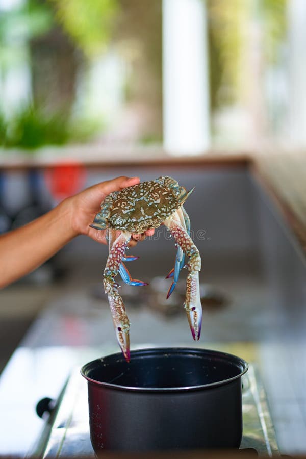 Putting a Blue Crab in Pot with Boiling Water. Cooking Seafood Stock