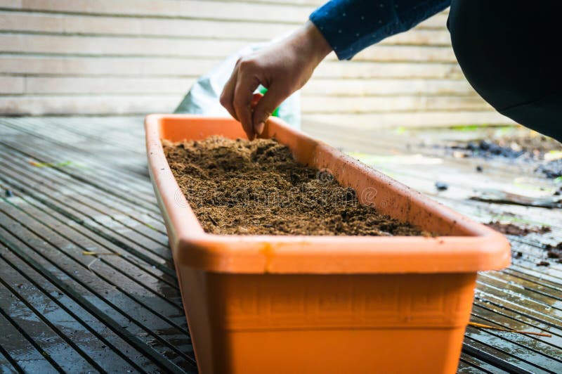 Putting seeds in flowerpot stock photo. Image of florist 39821146
