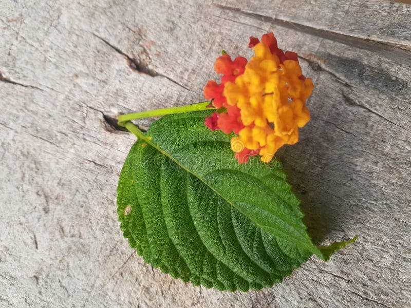Putus flowers Odisha stock photo. Image of flowers, beautiful 193027124
