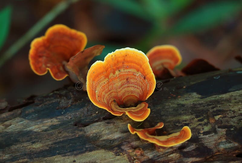 Pycnoporus Sanguineus Champignons Sauvages Poussant Sur Le Bois Mort Image stock Image du