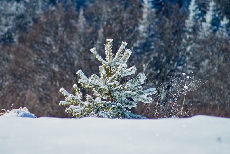 Pyezhzh d'hiver de montagne Un petit arbre de Noël couvert de neige sur le plan principal et une forêt à l'arrière-plan Dans le C images libres de droits Pyezhzh d'hiver de montagne Un petit arbre de Noël couvert de neige sur le plan principal et une forêt à l'arrière-plan Dans le C images libres de droits