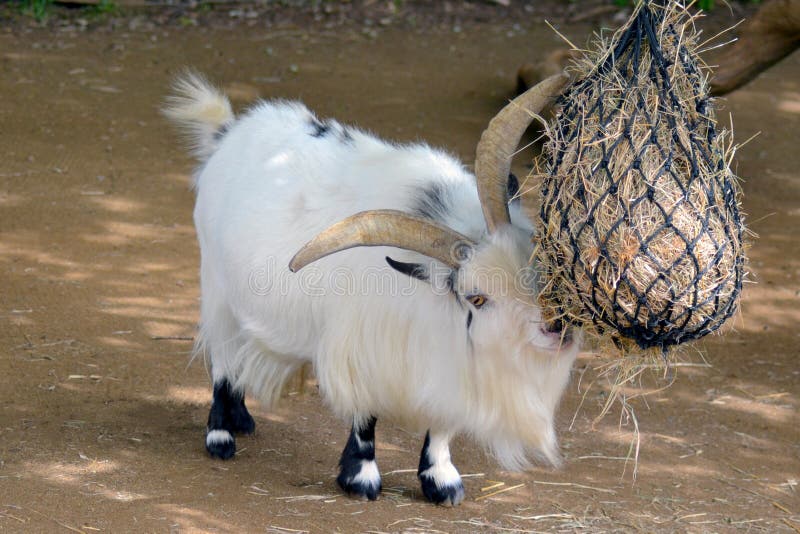 167 Pygmy Billy Goat Stock Photos - Free & Royalty-Free Stock Photos from  Dreamstime