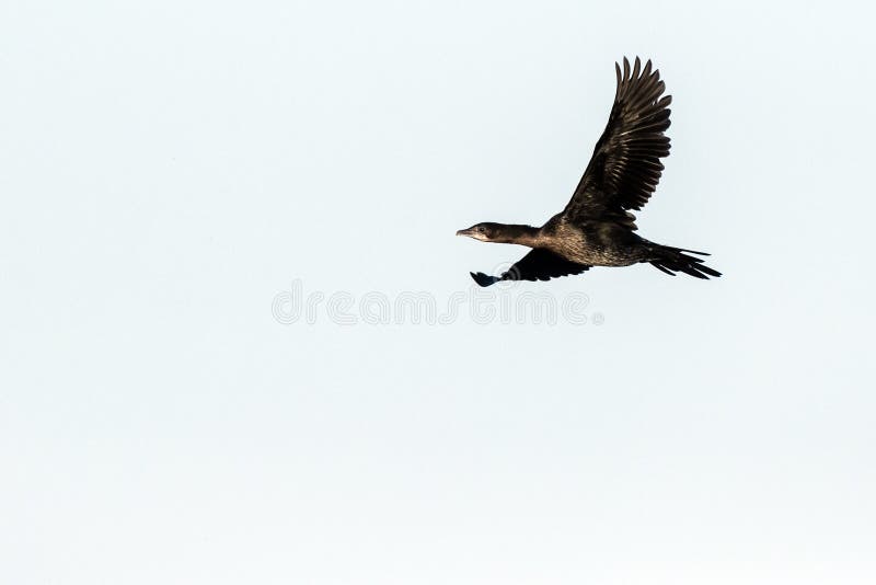 Pygmy Cormorant, Dwergaalscholver, Microcarbo pygmaeus. Pygmy Cormorant (Microcarbo pygmaeus) at the Bulgarian coast during autumn migration.