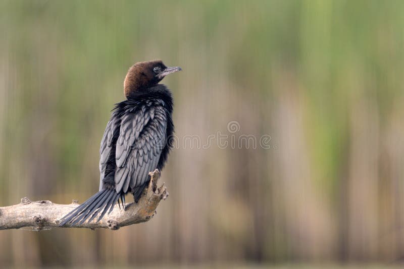 Pygmy Cormorant stock photography