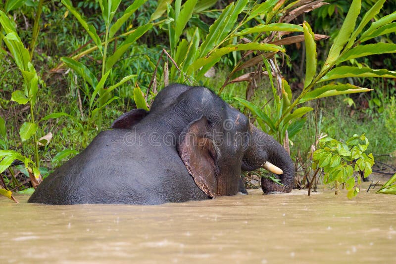 Elephant, Sri Lanka stock image. Image of indian, species 3398327