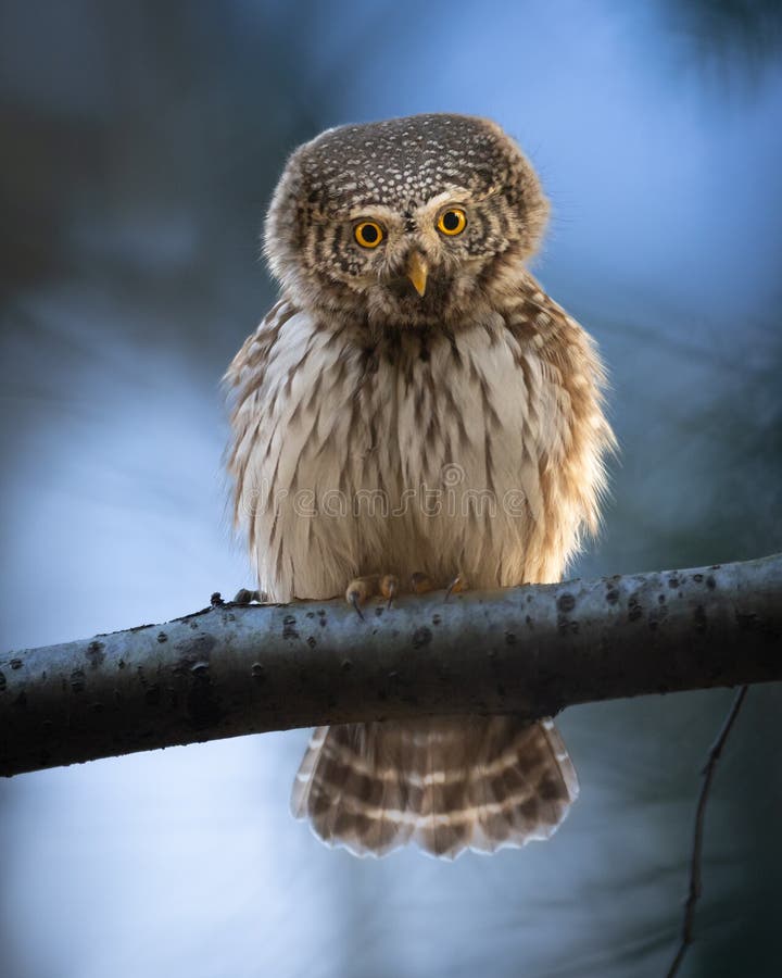 Pygmy owl Glaucidium passerinum little owl natural dark forest north parts of Poland Europe