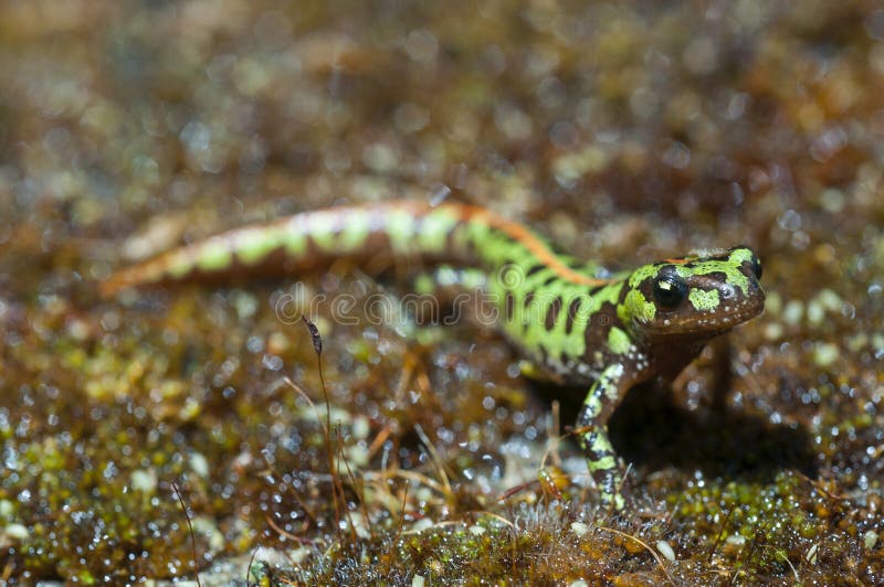 Pygmäe marmorte Newt Triturus pygmaeus lizenzfreie stockfotografie Pygmäe marmorte Newt Triturus pygmaeus lizenzfreie stockfotografie