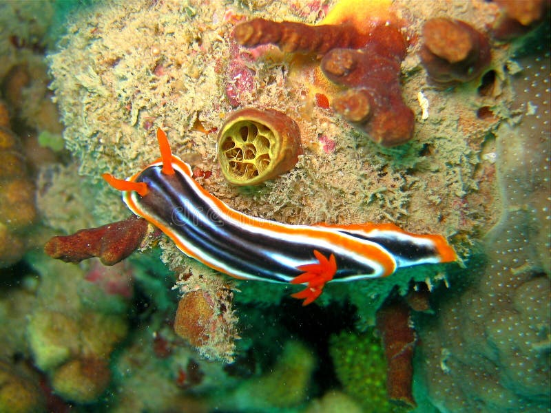 Pyjama nudibranch