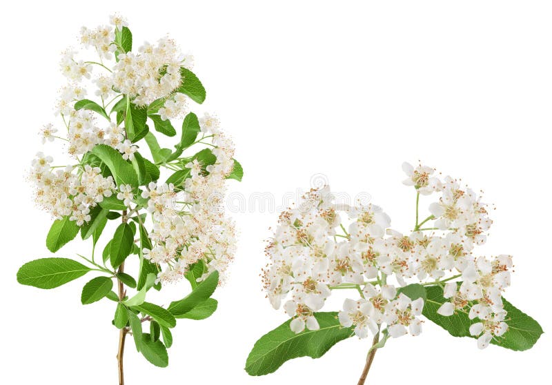 Pyracantha-blomningsgren isolerad på vit bakgrund royaltyfri bild