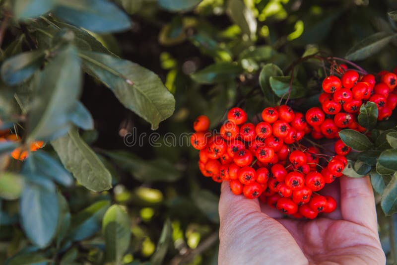 Pyracantha, Bright Beautiful Decorative Red and Orange Berries on