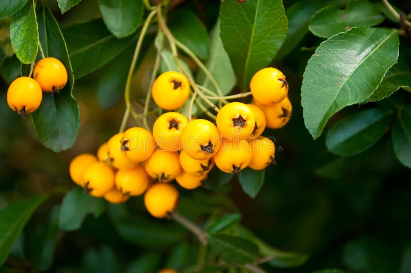 Pyracantha Coccinea Yellow Berries In Autumn Garden. Stock Image Image of leisure, landscaping