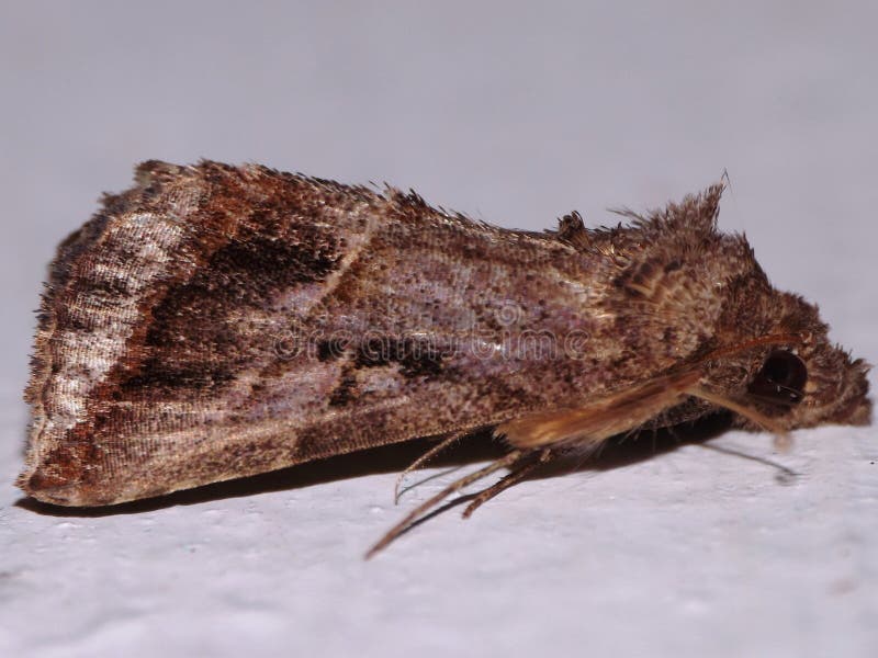 A Pyralid or Snout or Grass Moth (family Pyralidae) Stock Photo - Image ...